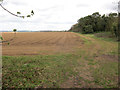 Potato field by Newmarket Plantation