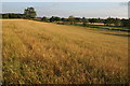 Farmland at Ryall