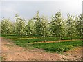 Orchard, Stretton Grandison