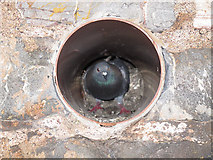 SX9676 : Pigeon in a pipe by Stephen Craven