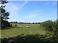 Fields at Churchill Farm