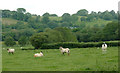 Pasture north of Stags Head, Ceredigion