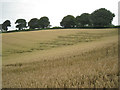 SX8055 : Wind-damaged wheat above Lower Washbourne  by Robin Stott