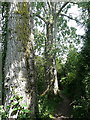 Trees on the footpath