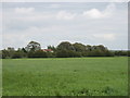 A field near Rose Farm