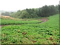 Potato field