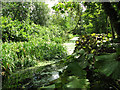 TG3613 : Water channel in Fairhaven Water Garden, South Walsham by Evelyn Simak