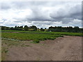 Potato crop in a field near Burcot