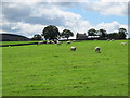 NY9252 : Pastures east of Hesleywell by Mike Quinn