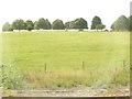 Hungerford : Grassy Field & Trees