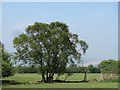 Grown out hedge, Abdon