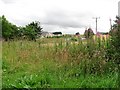 Hedgerow near Inverurie