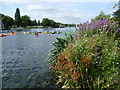 River Thames from Lower Ham Road