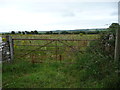 Rough pasture near Wallas Farm