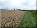 Footpath along the field edge