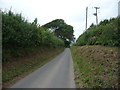 Wind sculpted tree above the lane