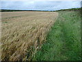 Field edge footpath near St Brides Major