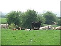 SO5382 : Cattle, Sutton Hill by Richard Webb