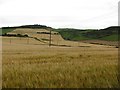 Barley, Ormiston