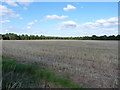 Wheatfield near Chesterton