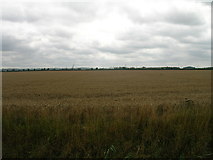 SE8413 : Farmland off Middle Road by JThomas