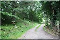 Track through the Trees