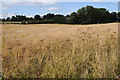 Field at Hartlebury