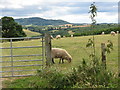 Sheep grazing south of Heightington Road