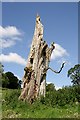 A decaying tree at Borthwickbrae