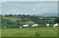 Sheep grazing east of  Llwyn-y-Groes, Ceredigion