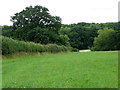 ST6923 : Field of clover near Horsington by Maigheach-gheal