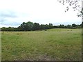 Chalbury Common, horse grazing