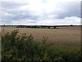 Wheat fields looking towards Thornbush Farm