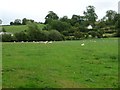 SO3893 : Flock of sheep by Christine Johnstone