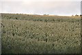 Mid Devon : Crops in a Field