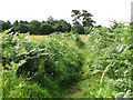 TM3251 : Bracken on the edge of the playing field in Eyke by Evelyn Simak