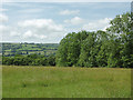 Pasture east of  Capel Betws Lleucu, Ceredigion