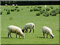 Sheep grazing near Capel Betws Lleucu, Ceredigion