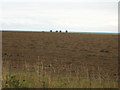 Farmland off Wilsic Road