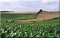 2011 : Field of maize and a dry valley east of Heytesbury