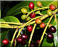 J3873 : Laurel berries, Belfast (2) by Albert Bridge