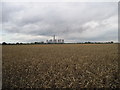 Wheat  ready  for  Harvest