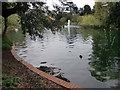 TQ2162 : Lake, Bourne Hall, Ewell West, Surrey by Christine Matthews
