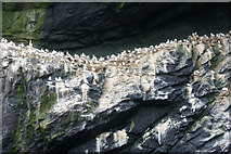NA1505 : Gannets (Morus bassanus) on Boreray, St Kilda by Mike Pennington