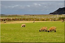 SS8847 : West Somerset : Sheep Grazing by Lewis Clarke