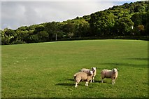 SS8746 : West Somerset : Three Sheep in a Field by Lewis Clarke