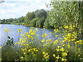 Pond at Dorney Lake