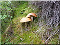 NH4899 : Two large fungi by the minor road at Birchfield by sylvia duckworth