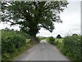 Roadside tree on the lane to Henley