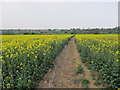 Footpath through the oil seed rape